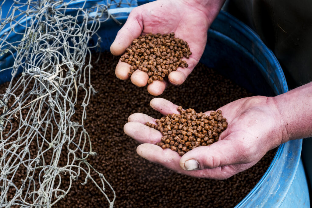 Genetically Modified Crop Boom? International Regulations Fertilize Forex Markets